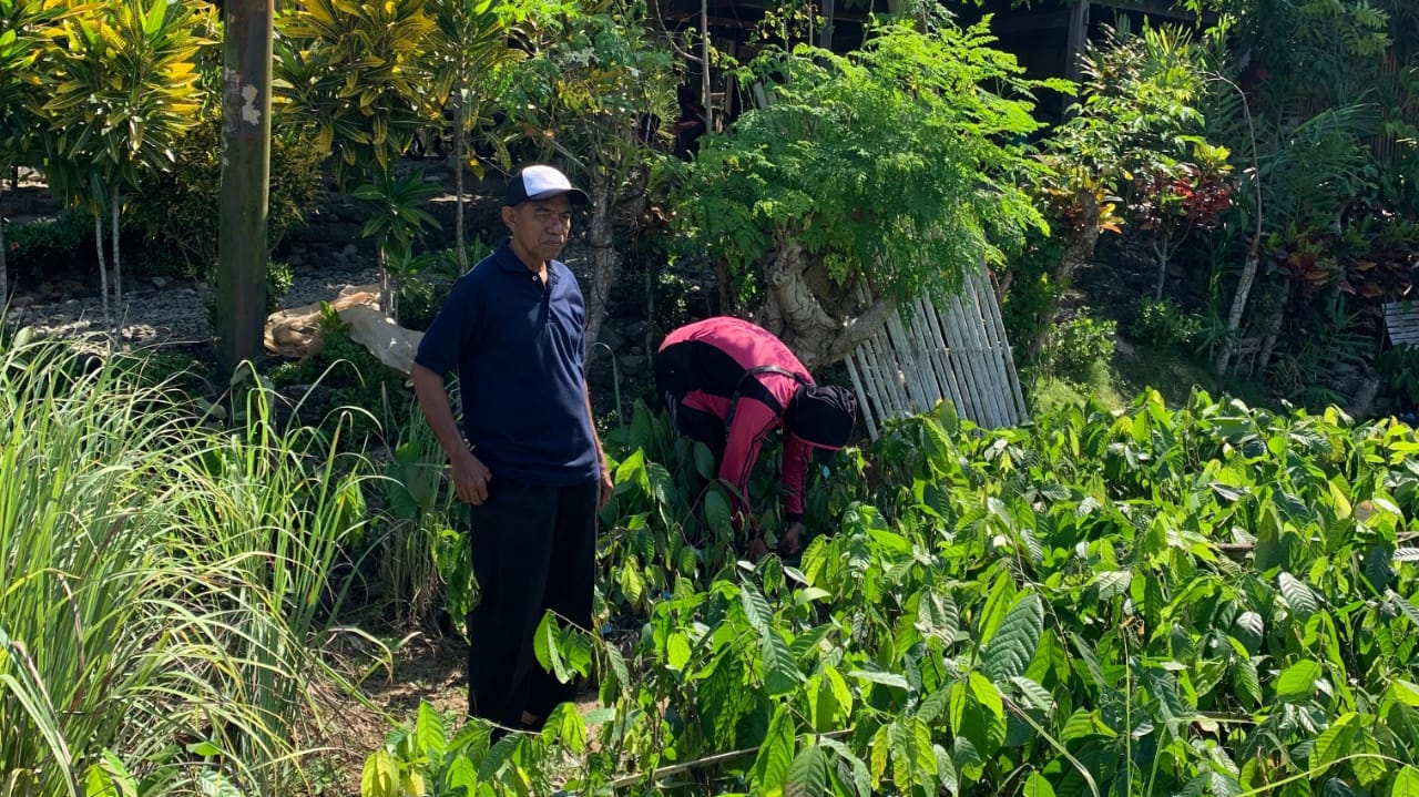 Penyerahan Bantuan Bibit Kakao Kelompok Tani Mappasitujue II